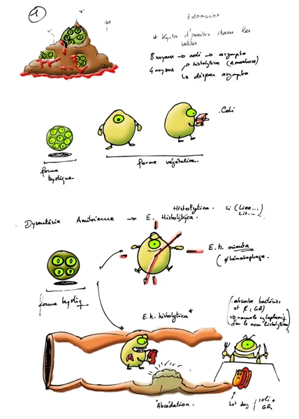 entamoeba — dessin MEDESSINE de Yoan Mboussou
