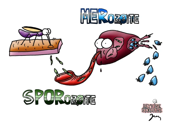 merozoite — dessin MEDESSINE de Yoan Mboussou