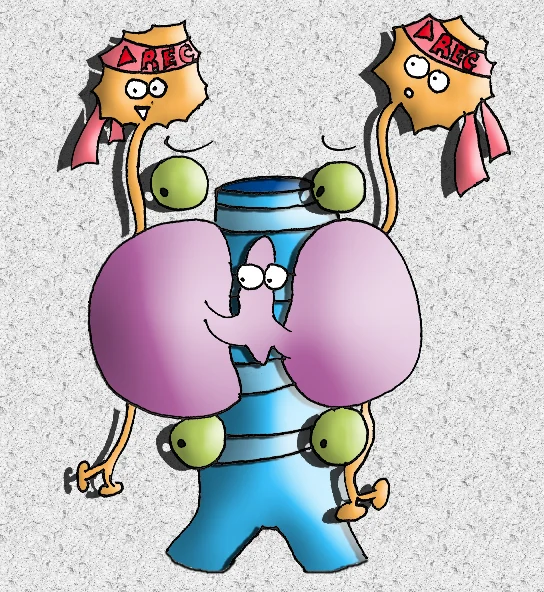 rapport thyroide — dessin MEDESSINE de Yoan Mboussou